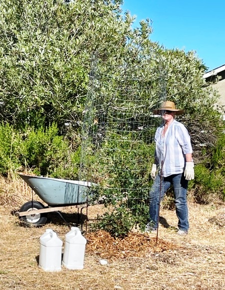 Deborah with a Valley Oak tree after she gave it some loving care!